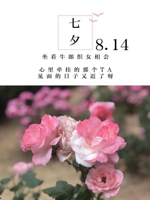 在八月盛夏,炎炎夏日里的热情与活力